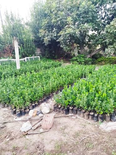 Ağaclar: Dekorativ agaclar — 2