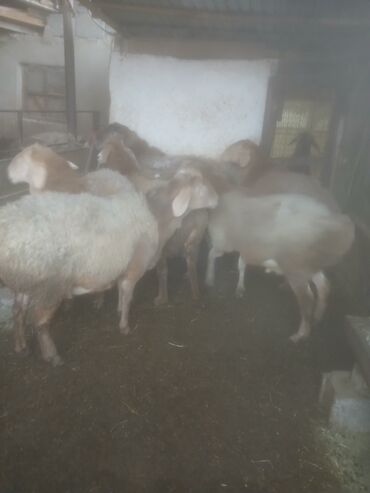 Бараны, овцы: Продаю | Овца (самка) | Для разведения | Матка — 2