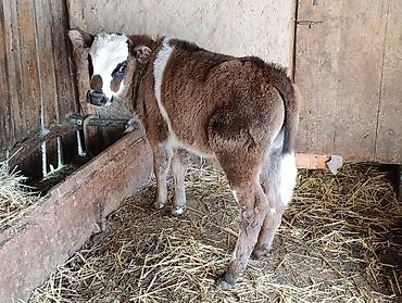 Коровы, быки: Продаю | Бык (самец) | Алатауская | Для разведения — 2