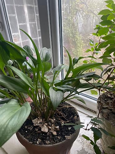 Другие садовые цветы и кустарники: Продаю, точнее отдаю цветы 🍀🍀🍀 ДАРОМ Средние горшки 300 Больше 600 — 8