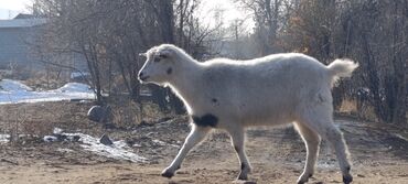 ат араба сатылат: Продаю | Коза (самка), Козлёнок | Зааненская | Для разведения, Для молока | Котные