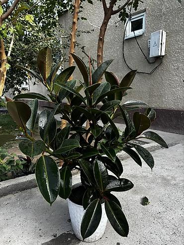 Бөлмө өсүмдүктөрү: Фикус эластика (каучуконосный), комнатное декоративнолиственное — 2