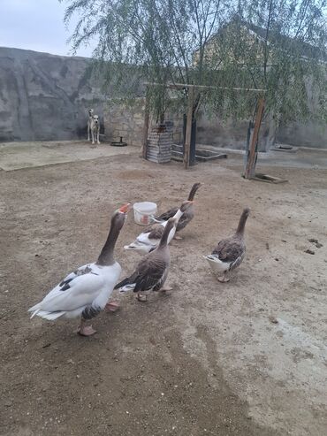 Qazlar: Yerli qaz alesi satlir 4 ana qaz 1 erkeg 6 dende balsi 1 ay olar bala — 1