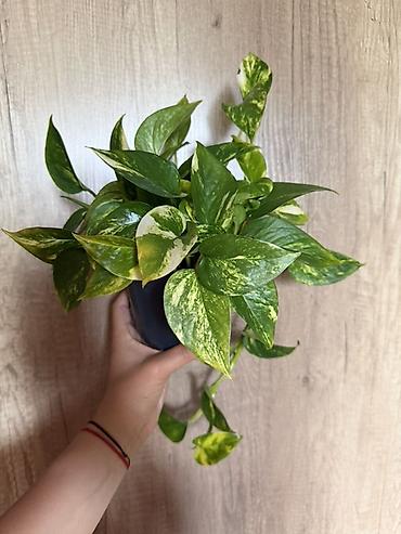 водные растения: Эпипремнум золотистый (Scindapsus aureus, «Golden Pothos») в горшке — 2
