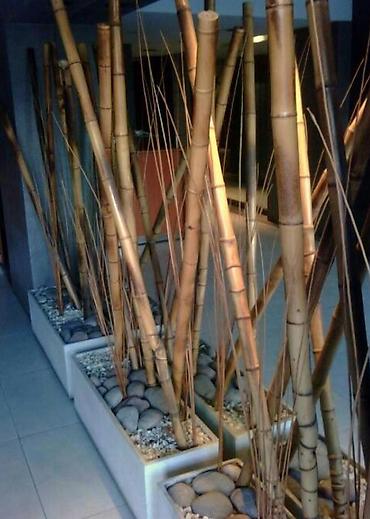 Бамбук: Натуральные тростниковые/бамбуковые палки (камышовые стебли) в — 6