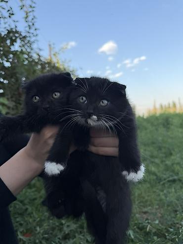 шотландская кошка прямоухая: Скотиш Фолд (Шотландская вислоухая), 2 месяца, Девочка, Черный — 3