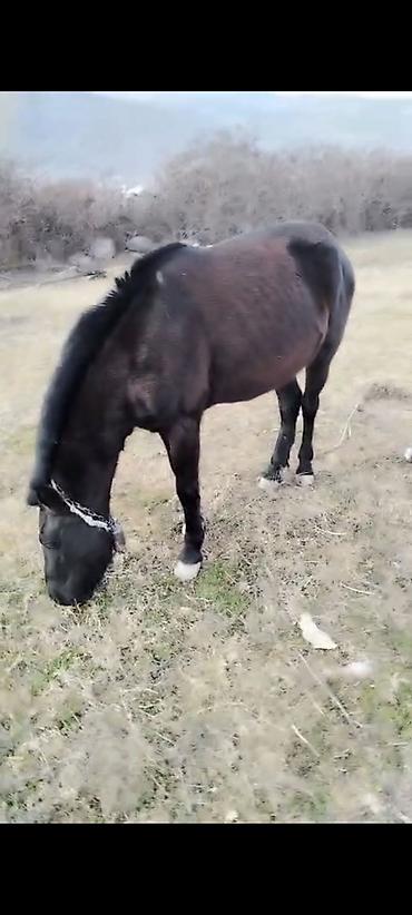 Atlar: Erkəkdi 2yaşın tamam edib yorğadı sakit heyvandır — 6