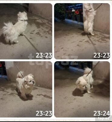 pekines: Pekines, 11 ay, Dişi