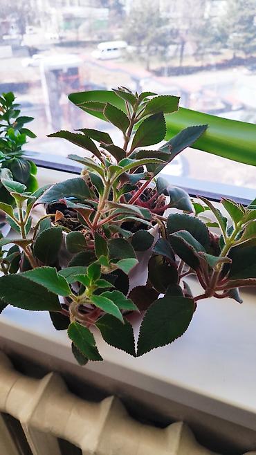 Другие комнатные растения: Распродажа!!!Комнатные растения за всё 2000 сом — 4