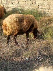 мальтипу купить в баку: Balalı qala cinsi qoyunlar satılır. Super qoyunlardı.Cavandırlar.3