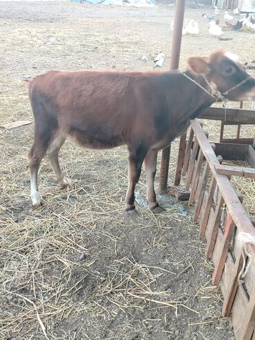 Dana, buzov: 6 aylığ dişi danadı