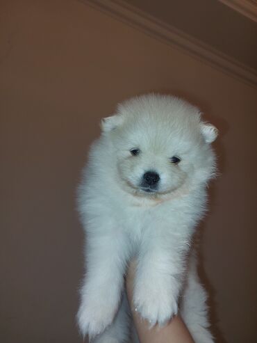 vehsi itler: Şpitz, 1 ay