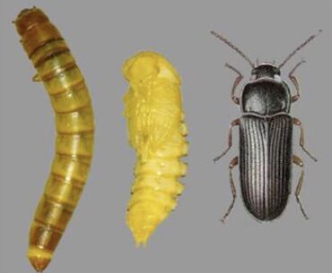кормовые насекомые: Мучной червь Большой мучной хрущак является одним из наиболее