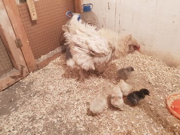 Toyuqlar: Toyuq, Yumurtalıq, Ünvandan götürmə — 6