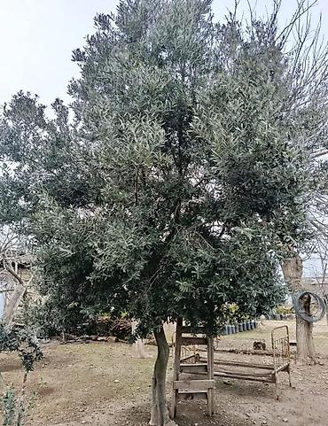 agac satisi baki: Zeytun ağacı satılır - Növ: Zeytun (dəmirə bənzər qalın gövdəli — 1