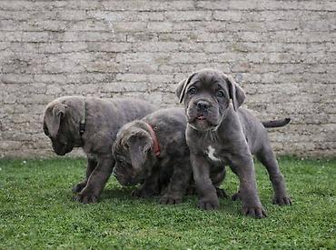 Psi: Cane Corso štenci Štenci Cane Corso, oštenjeni 02.12.2025, slobodni za — 7