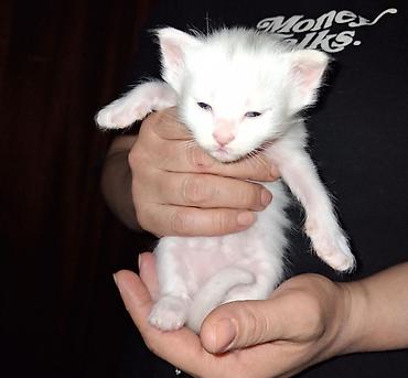 Кошки: Ağ rəngli balaca pişik balası - Tam ağ, yumşaq tüklü balaca pişik - — 2