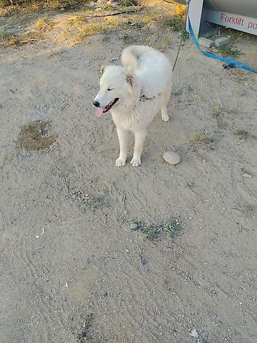 it ucun dermanlar: Samoyed, 9 ay, Dişi — 2