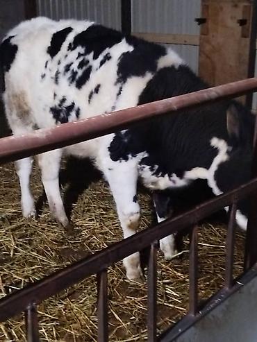 Коровы, быки: Продаю | Музоо, торпок | На откорм — 1