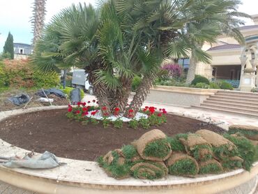 Şitillər: Qazon satışı enli yarpaq danimarka toxumuyla əkilmə qazon satışını -da lalafo.az — 10 Şitillər: Qazon satışı enli yarpaq danimarka toxumuyla əkilmə qazon satışını — 10