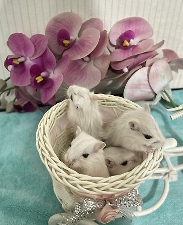 Другое: Продаю малышей монгольских песчанок. Возраст 1 месяц. 3 девочки и один — 4