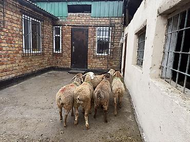 Продам с/х животных: Продаю | Ягненок | Для разведения | Ярка — 5