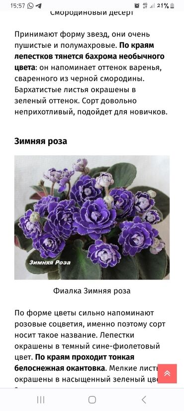 цветы фиалки купить: Куплю фиалку, сорт Зимняя роза
