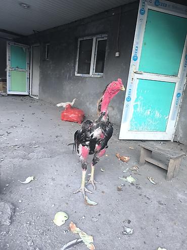 бакинская пантера: Продаю | Петух | Бойцовая | Для разведения — 3