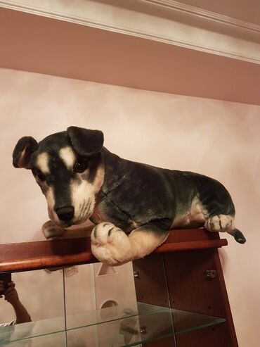 Oyuncaqlar: Oyuncaq it. Çin istehsalı. Uzunluğu 70 - 75 sm. Qiyməti 50 - manat -da lalafo.az — 5 Oyuncaqlar: Oyuncaq it. Çin istehsalı. Uzunluğu 70 - 75 sm. Qiyməti 50 - manat — 5