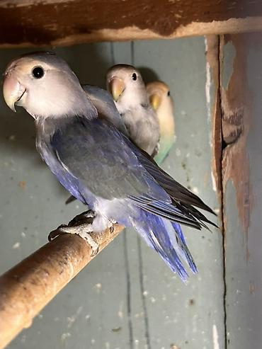 Məhsul: Sevgi quşları (Agapornis) Təsvir: - Rənglər: Ön planda