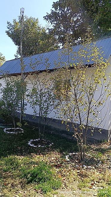 Продажа дач: Срочно срочно дача сатылат Сокулуктан дача Вишенка 5 сотых 3 ком — 4