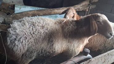Бараны, овцы: Продаю | Баран (самец) | Арашан | На забой | Матка — 9