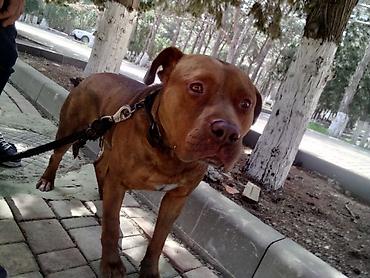 İtlər: 𝘈𝘺𝘢𝘲𝘭𝘢 𝘮𝘰̈𝘩𝘬ə𝘮 𝘴𝘪𝘮𝘦𝘵𝘪𝘥𝘪𝘬𝘥𝘪𝘳. 𝘪𝘵𝘪𝘯 𝘩𝘦𝘤̧ 𝘣𝘪𝘳 𝘬𝘢 𝘱𝘳𝘪𝘻𝘪 𝘰𝘭𝘢 𝘣𝘪𝘭𝘮ə𝘻 — 7