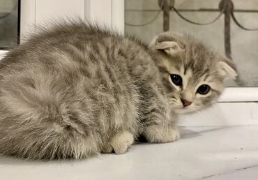 Pişiklər: Şotland yastı qulaq, Ünvandan götürmə, Pulsuz çatdırılma, Ödənişli çatdırılma -da lalafo.az — 2 Pişiklər: Şotland yastı qulaq, Ünvandan götürmə, Pulsuz çatdırılma, Ödənişli çatdırılma — 2