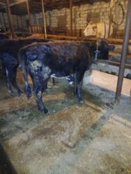 İtlər: Dişi, il: 1, 70 kq, Ətlik, Ünvandan götürmə