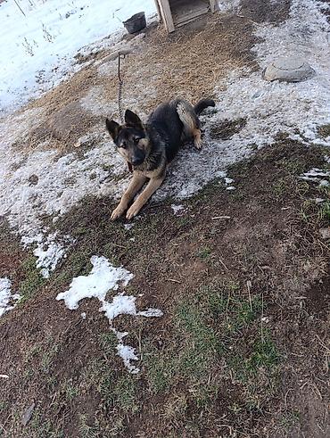 Продажа собак: Немецкая овчарка смешаная 10 Айлык эркек — 9