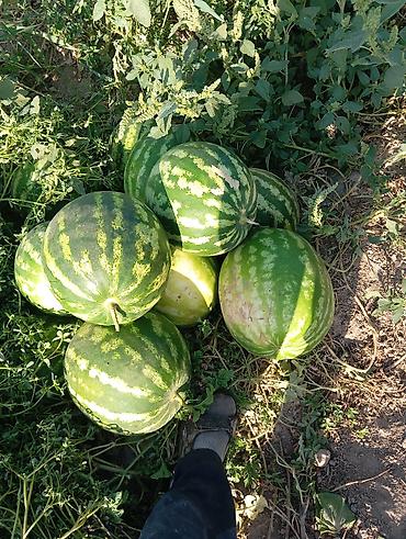 Фрукты: Арбузы — 1
