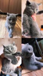 qara pişik şəkilləri: Шотландская, Самец