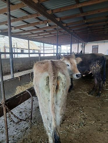 Dana, buzov: 3 erkək 2 dişi dana — 8