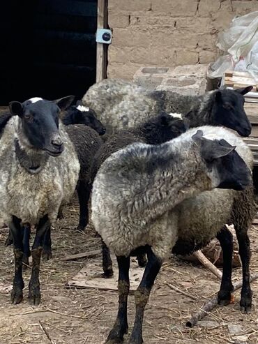Бараны, овцы: Продаю | Баран (самец) | Романовская | Для разведения | Матка