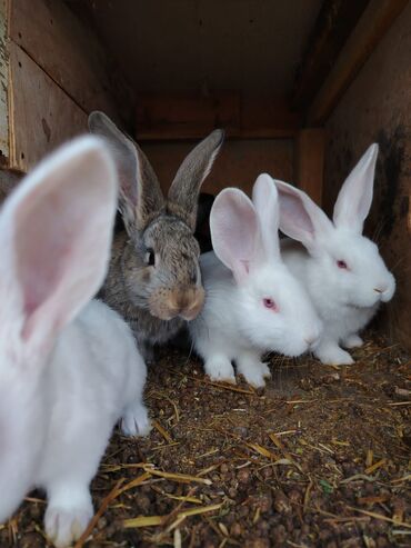 Dovşanlar: Rizen balalar bir ədədi 50 azn cüt alana 80 azn. Çatdrılma — 5