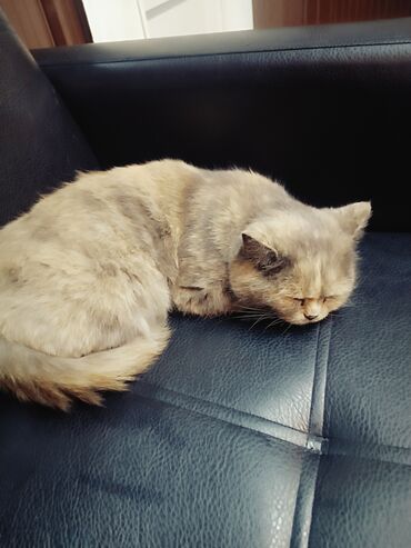 рэгдолл цена: Плюшевая кошка (порода с приплюснутой мордочкой, окрас