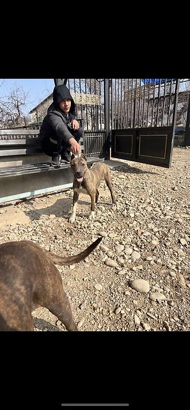 Продажа собак: Питбуль, 7 месяцев, Самец, С прививкой — 9