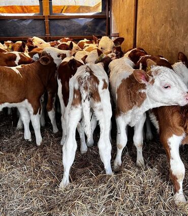 бык бельгийский: Продаю | Корова (самка), Бык (самец), Тёлка | Ангус, Герефорд, Голштин | На откорм, На забой, Для разведения