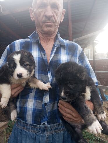 Продажа собак: Алабай, 1 месяц, Самец