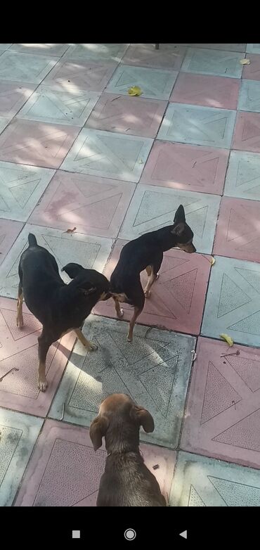 İtlər: 2 ay, Erkek, Peyvəndli, Pulsuz çatdırılma, Ödənişli çatdırılma, Rayonlara çatdırılma — 5