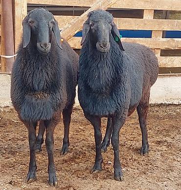 Баран, овца: Продаю | Ягненок, Баран (самец) | Для разведения | Племенные, Осеменитель — 11