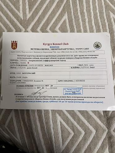 помощь животным: Амстафф, 1 год, Самка, С прививкой — 5