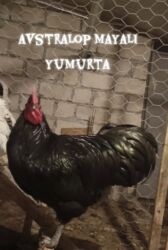 1 aylıq cucələr: Toyuq cücələri, Damazlıq, Ünvandan götürmə, Pulsuz çatdırılma, Ödənişli çatdırılma