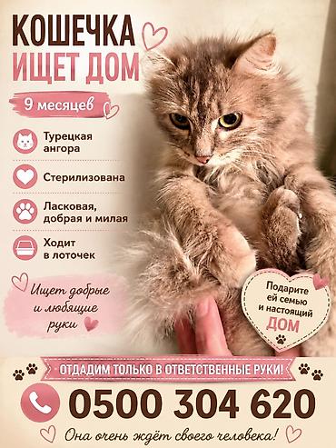 ангор: 9 месяцев, Девочка, Кастрирована, Приучена к лотку, Проглистована — 1